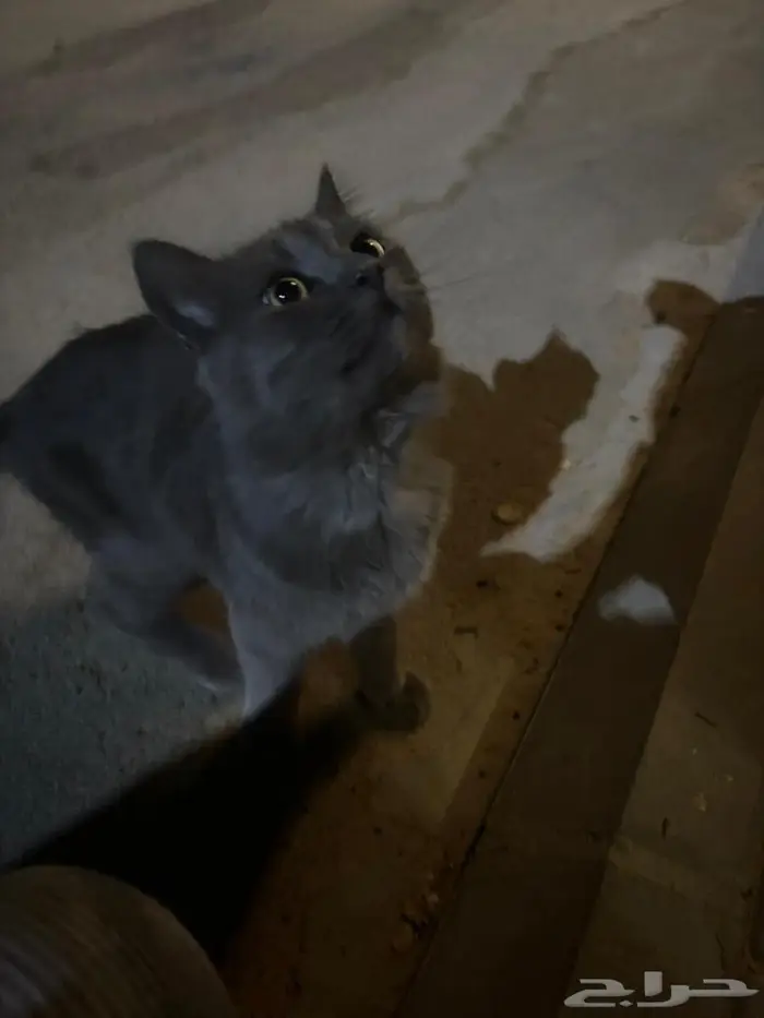 قط اليف ضايع يحتاج من يتبناه 2