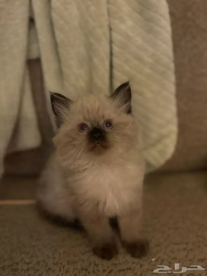 ذكر همالايا 3