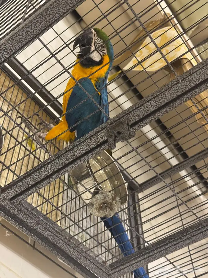 انثى مكاو بلو اندقولد للانتاج 4