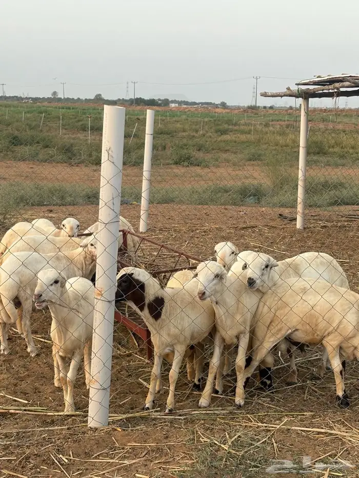 كباشة بلدي 0