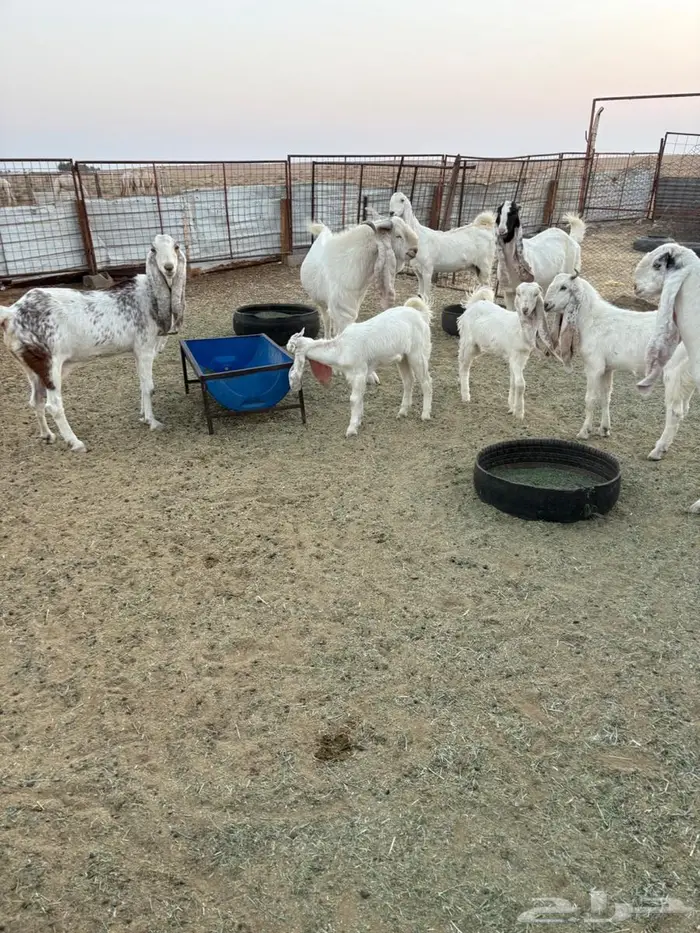 معزا هولنديات مضاريع 1