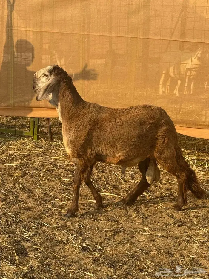 مشروع فحل طلي سواكني دروماني انتاج 2