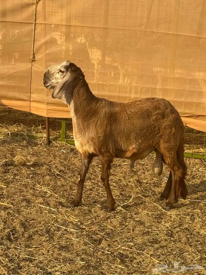 مشروع فحل طلي سواكني دروماني انتاج 4