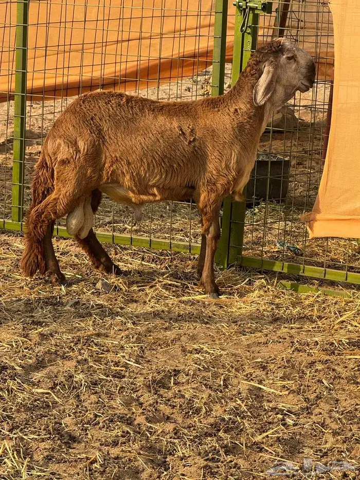 مشروع فحل طلي سواكني دروماني انتاج 5