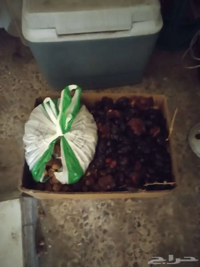 تمر للحلال 0