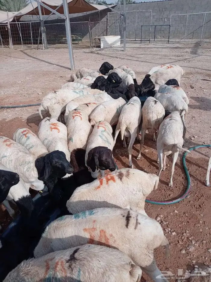 برابر جذعان ب 480 جملة 0