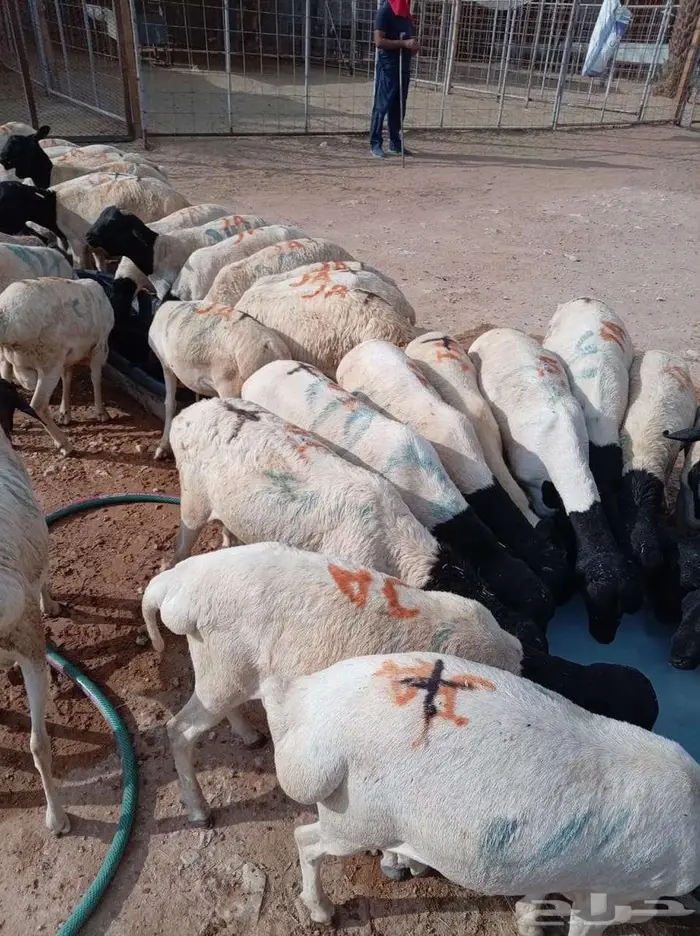 برابر أوزان طيبة شحم و لحم و جرم فل 1