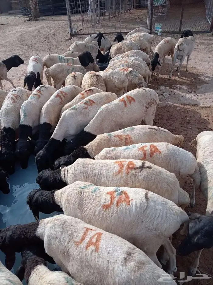 برابر أوزان طيبة شحم و لحم و جرم فل 0