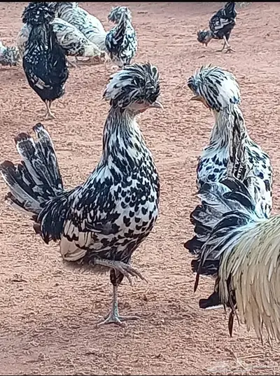 دجاج بولش بياض index