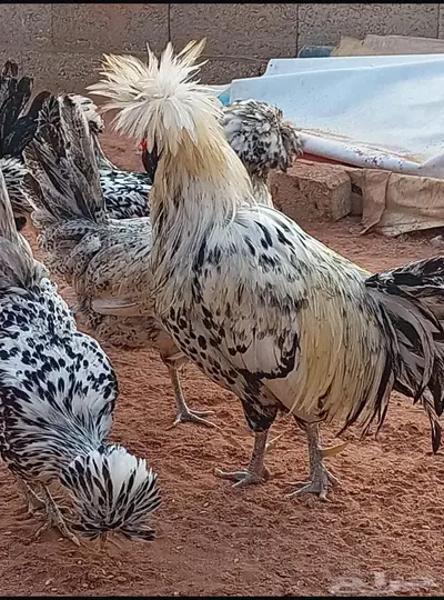 دجاج بولش بياض index