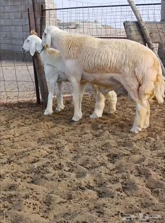 جذع فاخر من حلال الصياد في أملج -الحد موجود 0