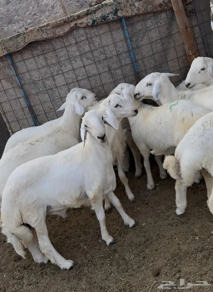 ذبايح طليان حري سواكن مع الذبح والتوصيل 2