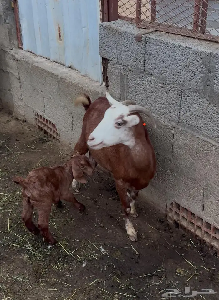 ثنتين معزا تحتها اثنين كفو ومشروطة - النماص 0