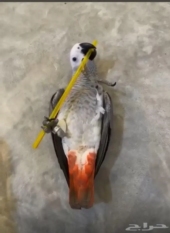 فرخ كاسكو انتاج محلي 4