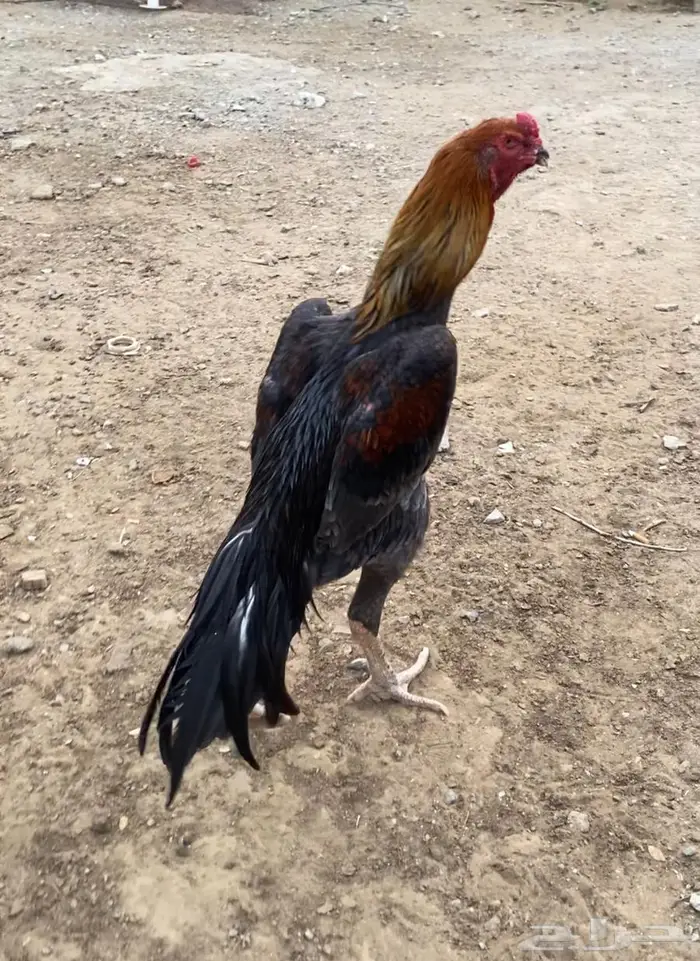 شامو الماني 3