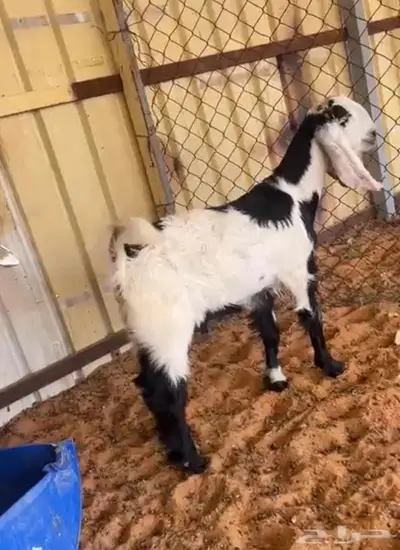 تيس سمين العمر 4 شهور وشوي 0