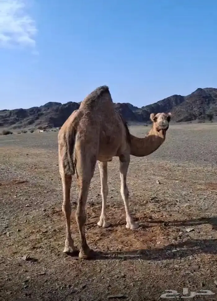 ناقه طيبه ذبح بالحناكيه 4