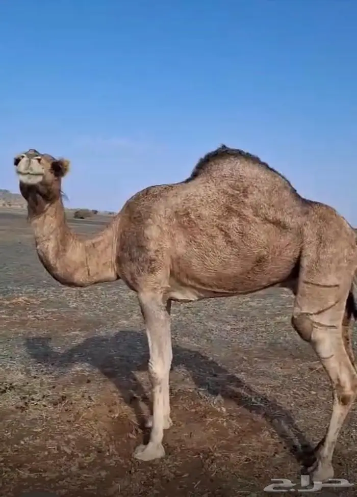 ناقه طيبه ذبح بالحناكيه 3