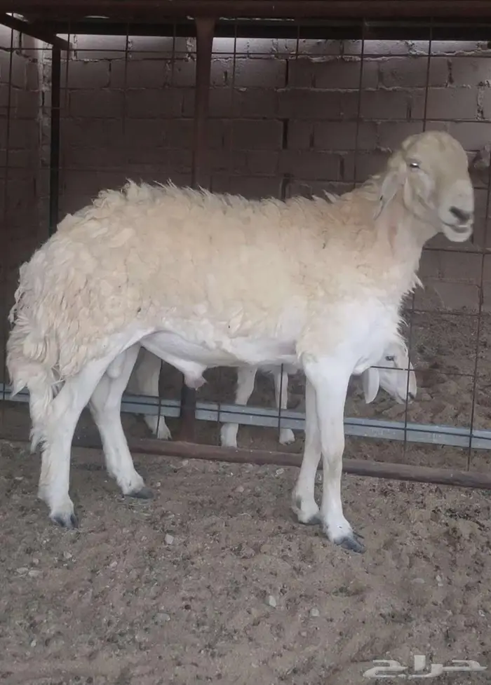 فحل حري صنف فاخر 0