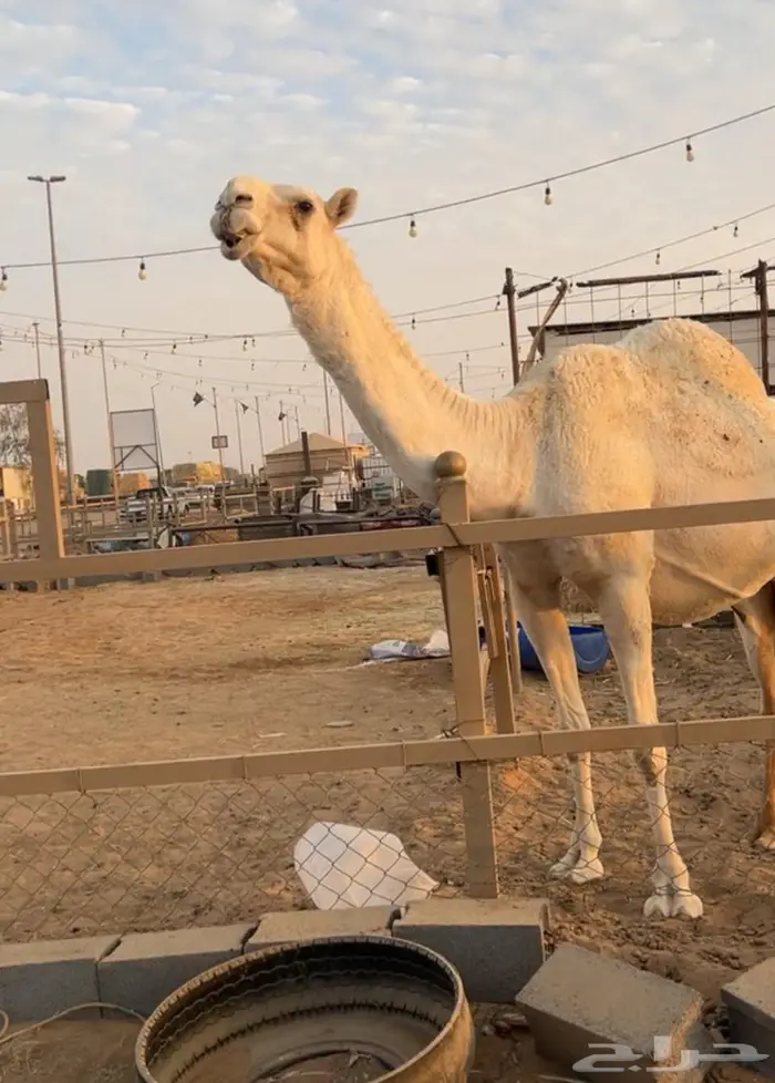 لقحه وضحى ثنو ملاقي 5