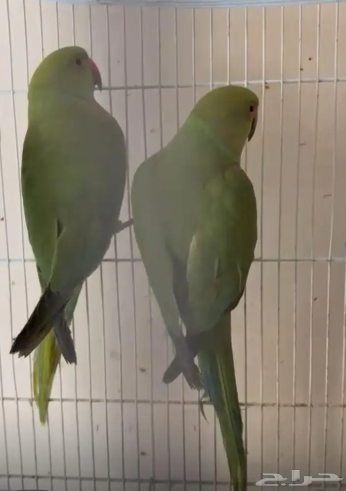 درة للبيع للإنتاج 300 للحبة 0