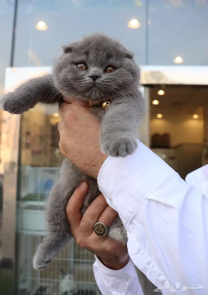 سكوتش فولد مستوردة تقسيط (تابي) 2