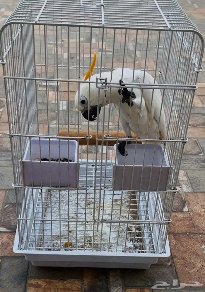 فرخ كوكاتو سيترون انتاج محلي - لعشاق النوادر - تم البيع 7