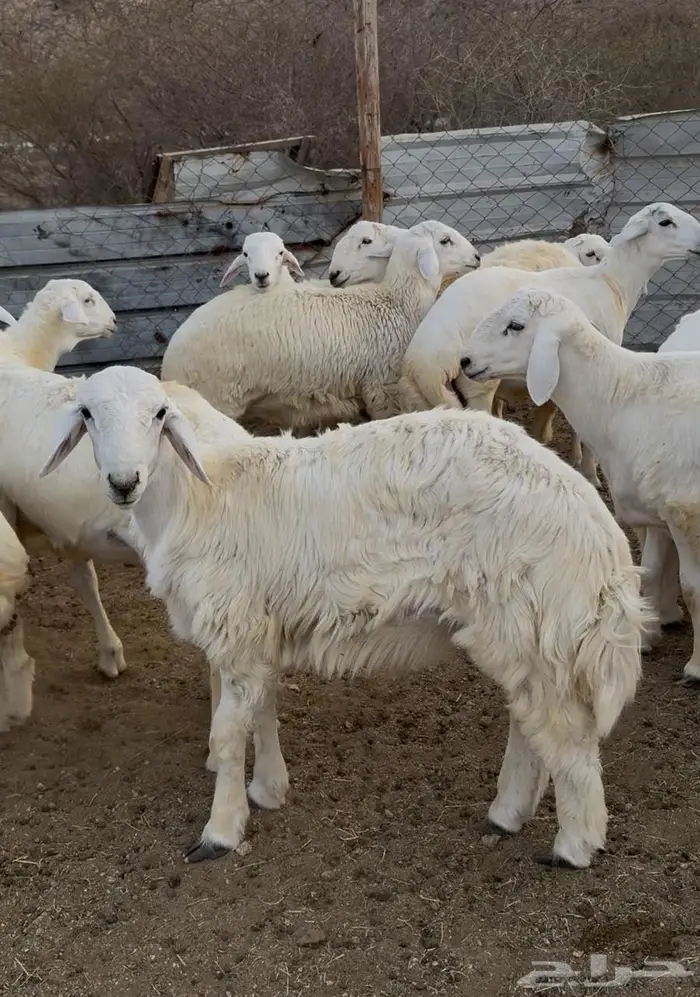 ذبايح طليان حري سواكن مع الذبح والتوصيل 3