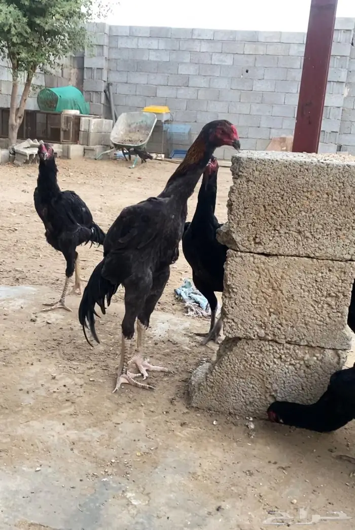 شامو الماني 2