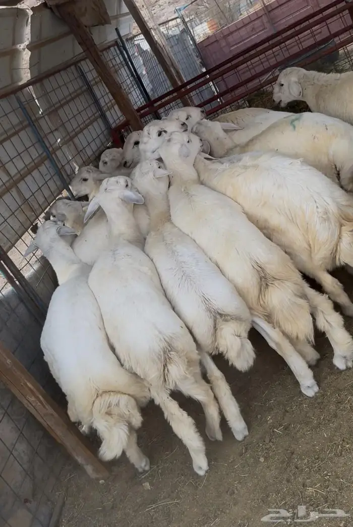 ذبايح طليان حري سواكن مع الذبح والتوصيل 4