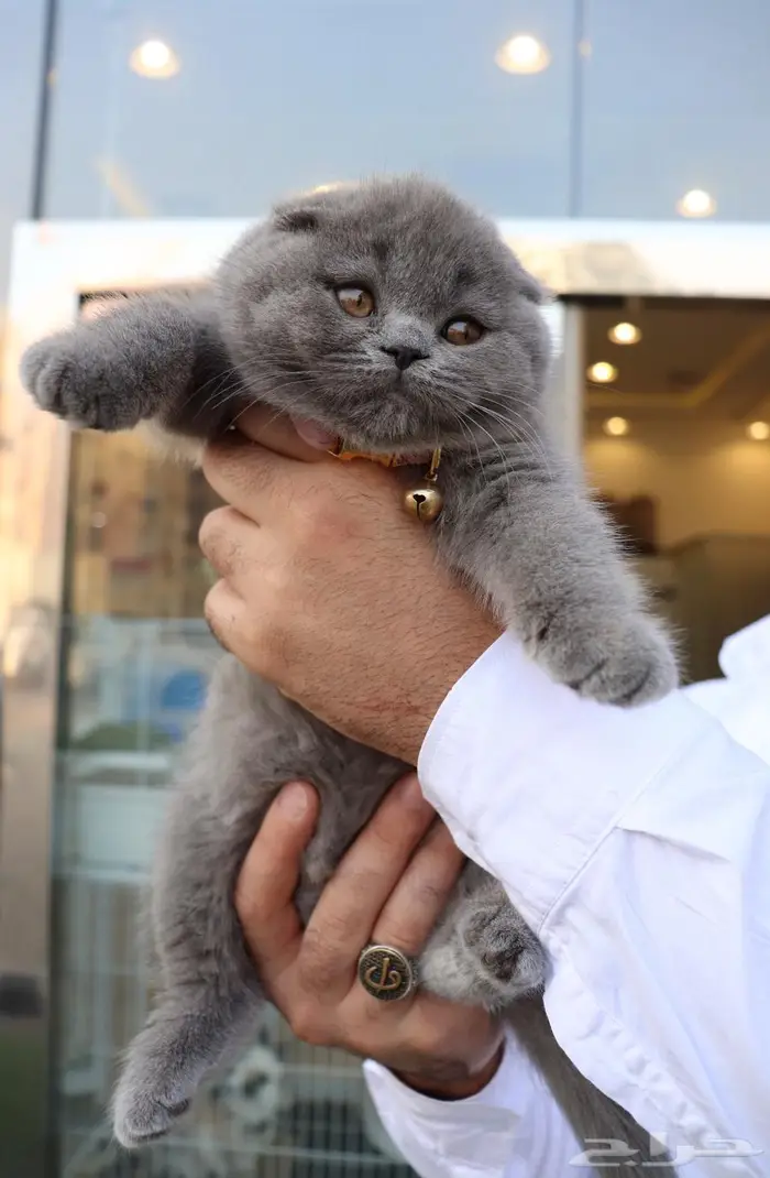 سكوتش فولد مستوردة تقسيط (تابي) 1