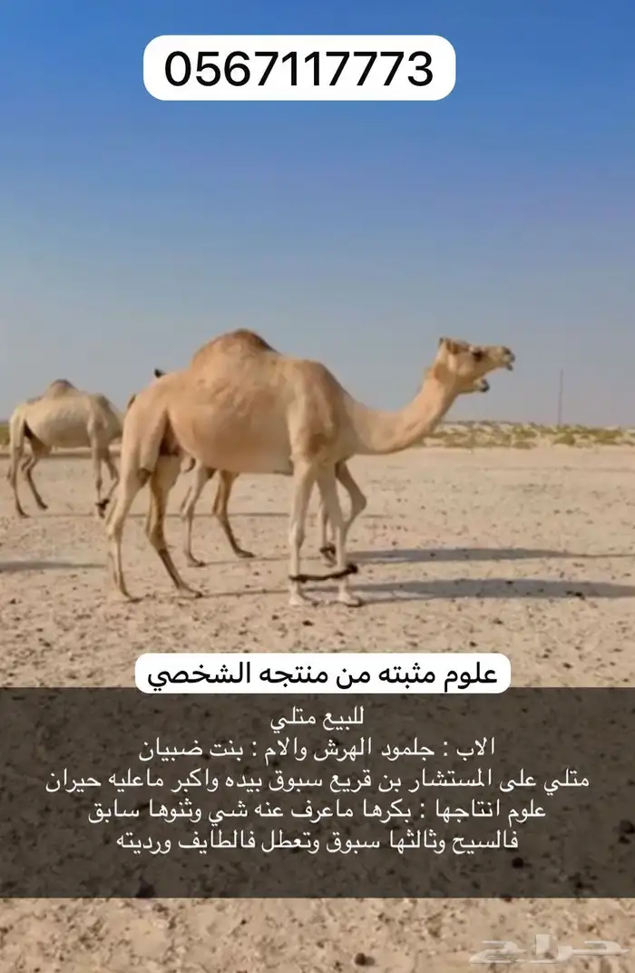 هجن بنت جلمود الهرش ومنتج ورابط حاشيه موجود 0