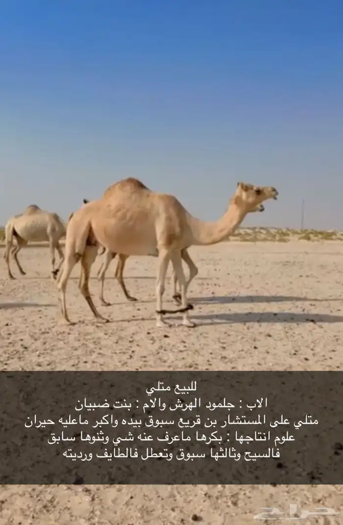 هجن بنت جلمود الهرش ومنتج ورابط حاشيه موجود 1