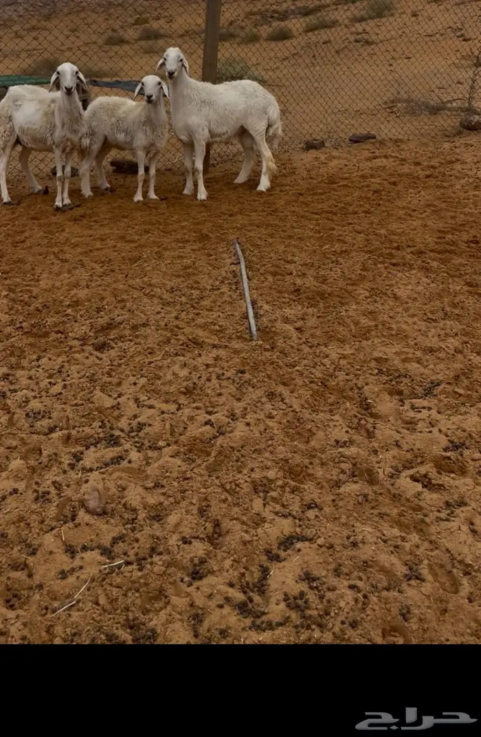 طلي حري صنف 0