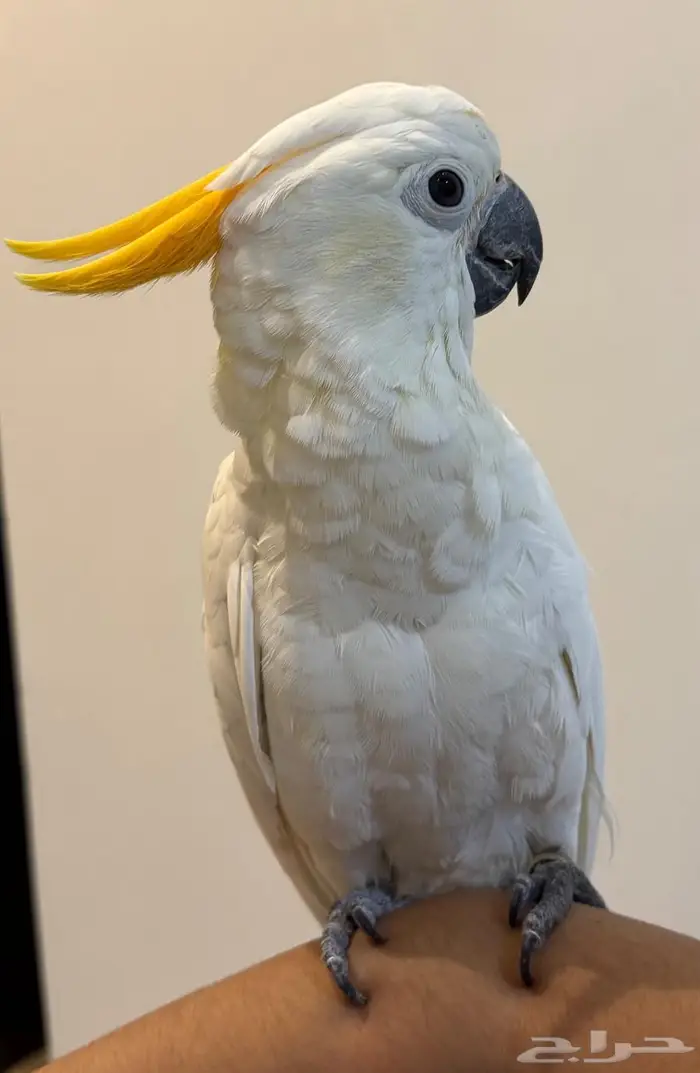 فرخ كوكاتو سيترون انتاج محلي - لعشاق النوادر - تم البيع 1