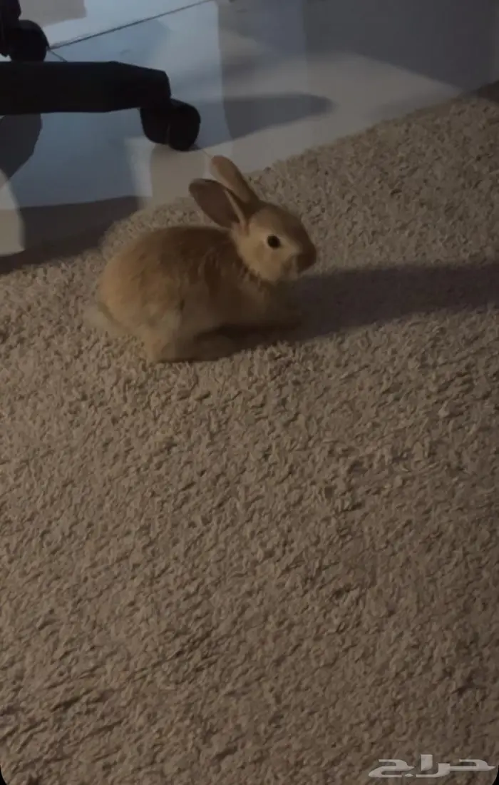 حيوان للبيع ارنب 1