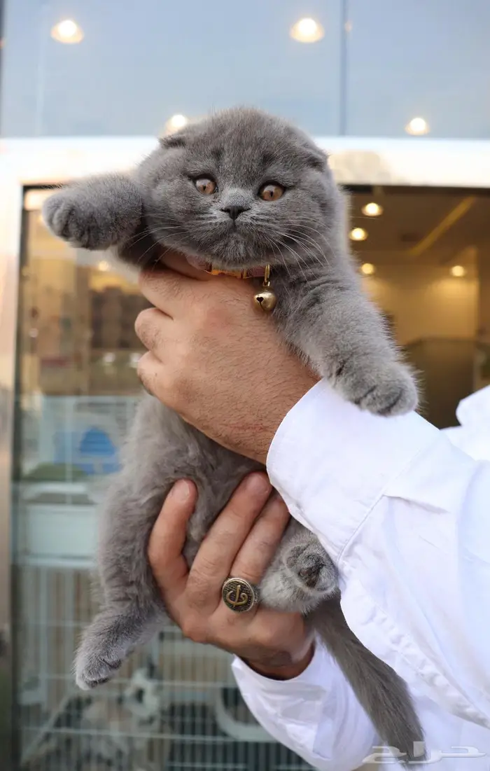 سكوتش فولد مستوردة تقسيط (تابي) 0