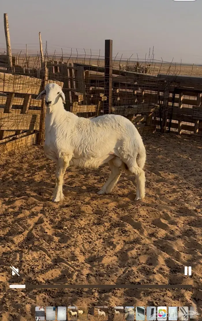 مشروع فحل حري 1