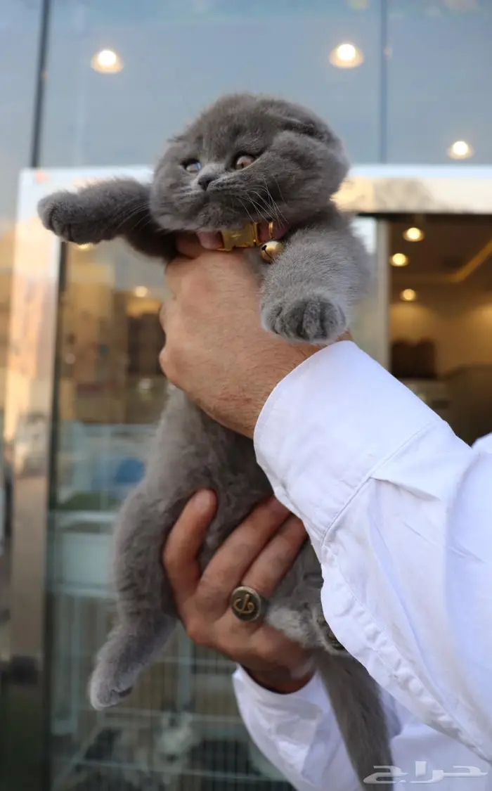 سكوتش فولد مستوردة تقسيط (تابي) 3