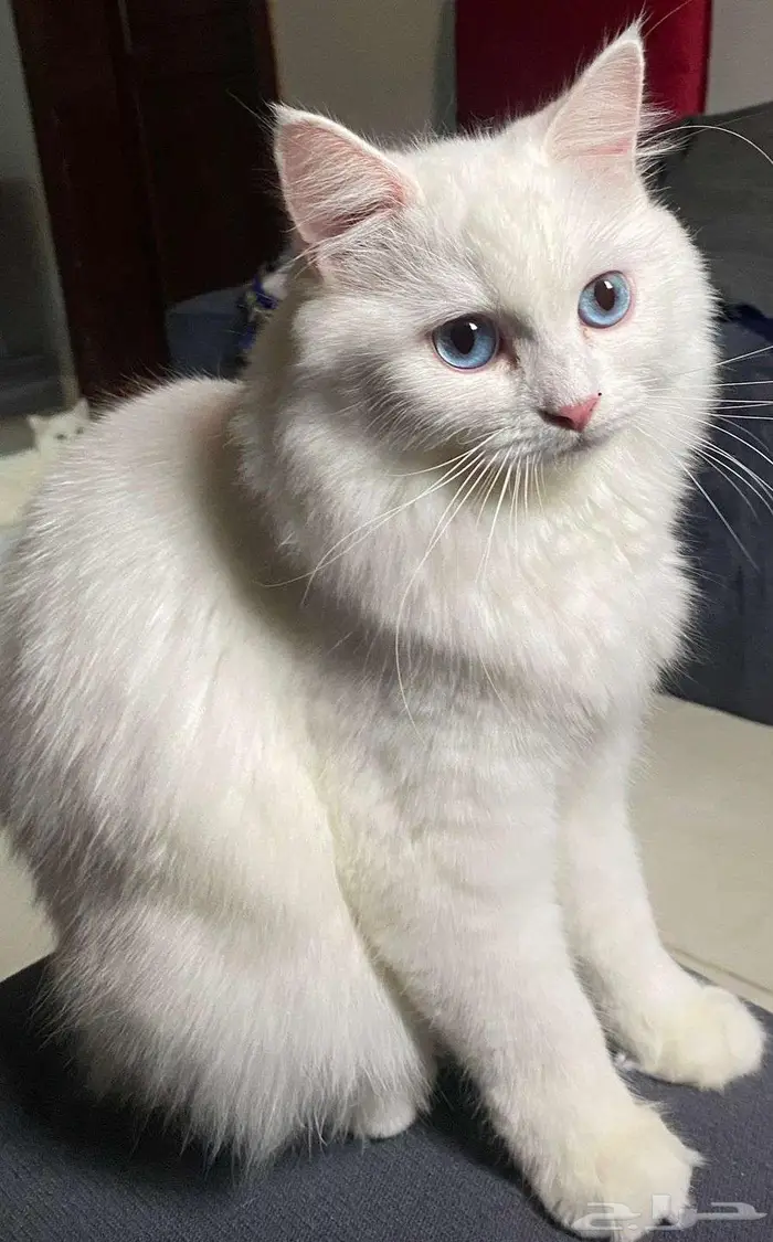 قطط للتبني مجانا 0