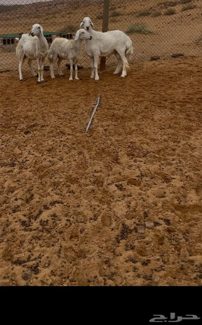 طلي حري صنف 1