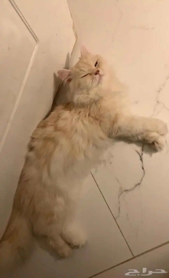 مكة الجموم 1