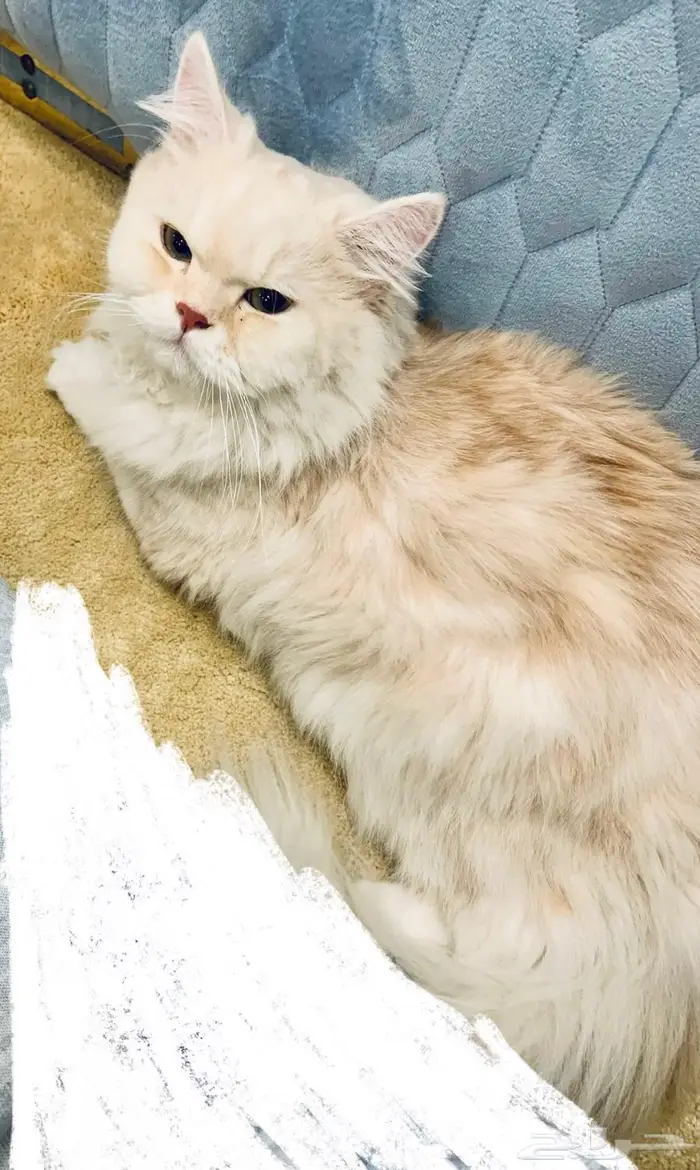 مكة الجموم 0