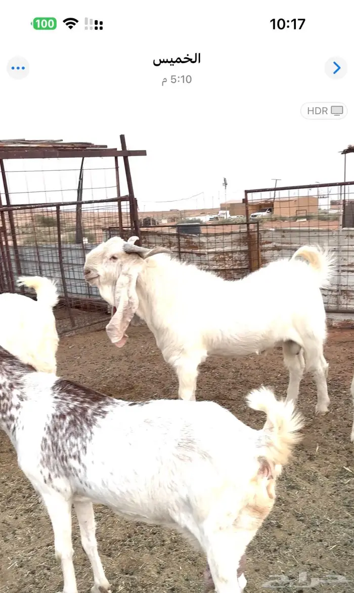 معزا هولنديات مضاريع 2