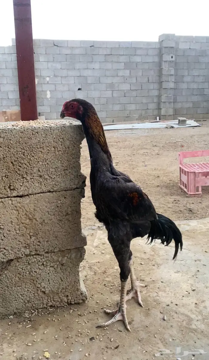 شامو الماني 0