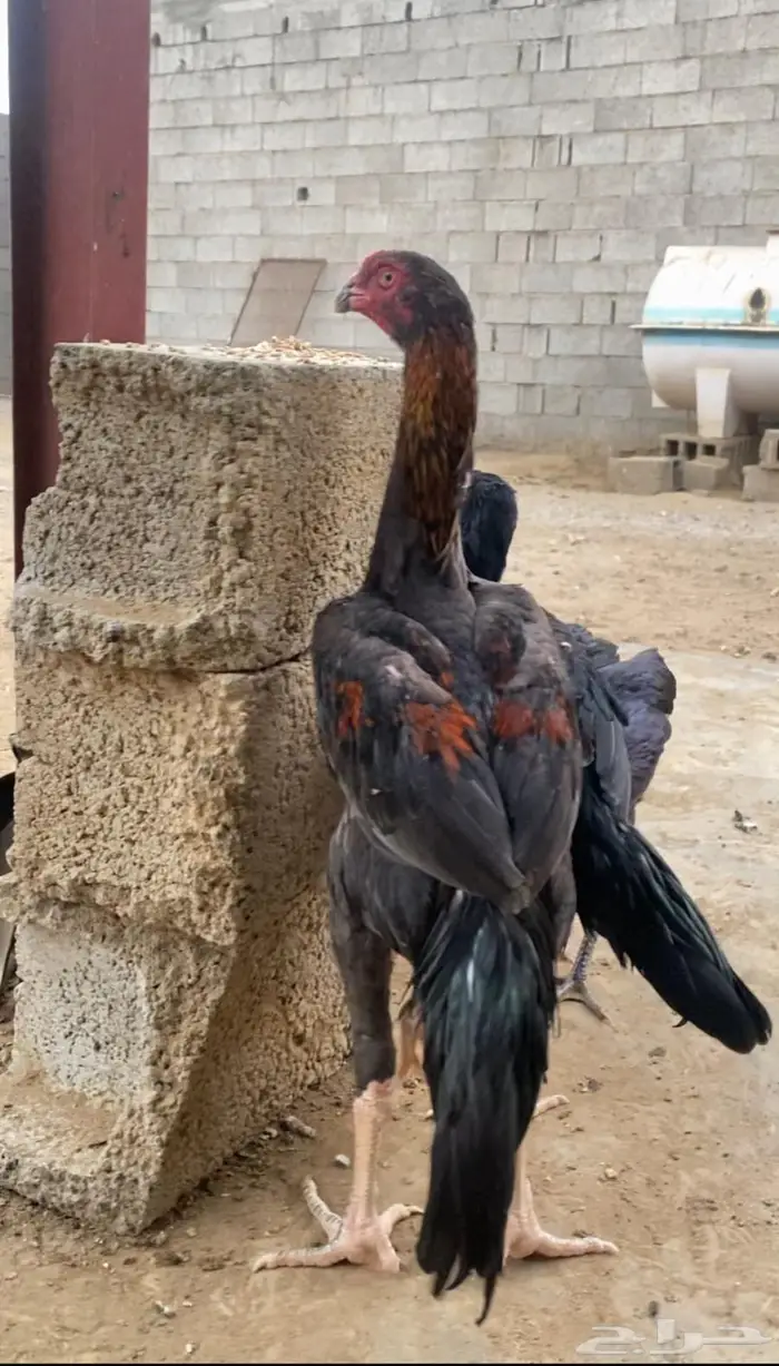 شامو الماني 1