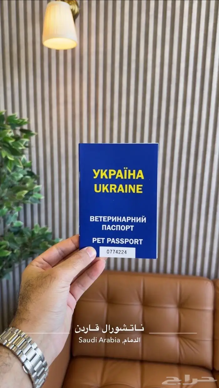 سكوتش فولد مستوردة تقسيط (تابي) 4