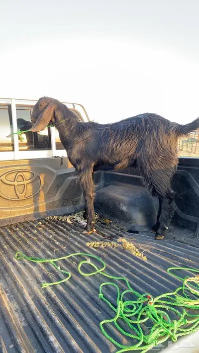 تيس اسود index