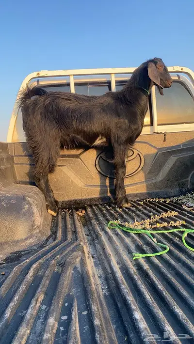 تيس اسود index