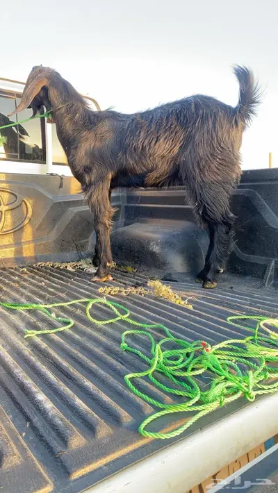 تيس اسود index